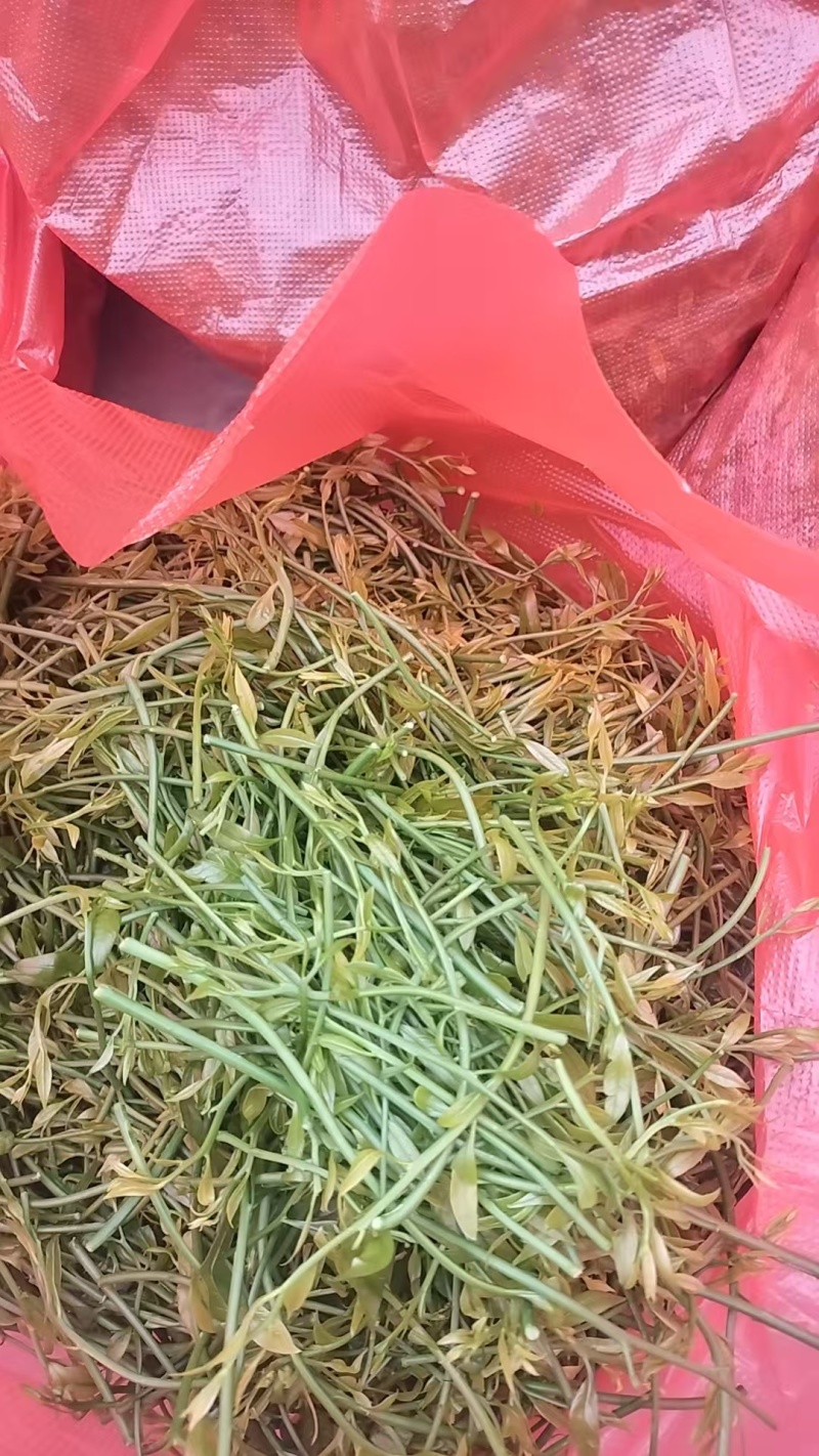 野菜甜菜，雷公菜基地直供品质好营养高欢迎联系