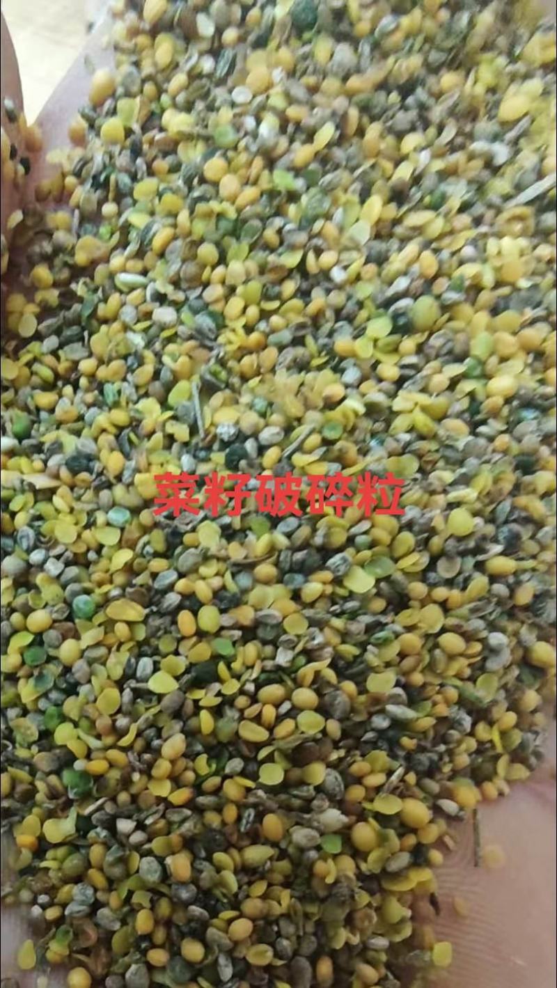 菜籽破碎粒