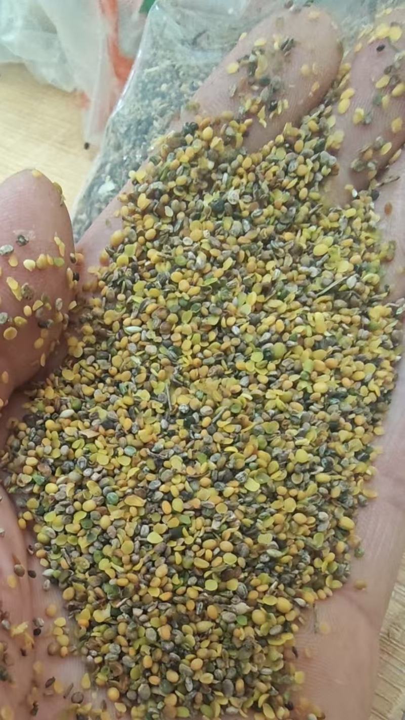 菜籽破碎粒