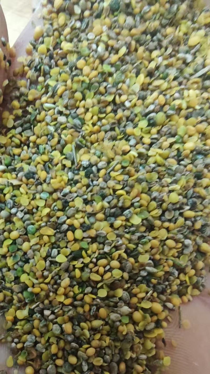 菜籽破碎粒