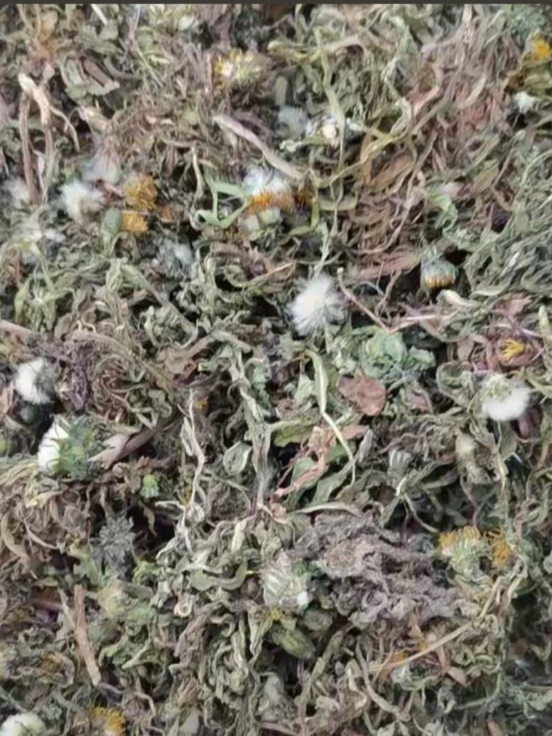 蒲公英大量上市家种干蒲公英个子干蒲公英断鲜蒲公英