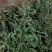 蒲公英大量上市家种干蒲公英个子干蒲公英断鲜蒲公英