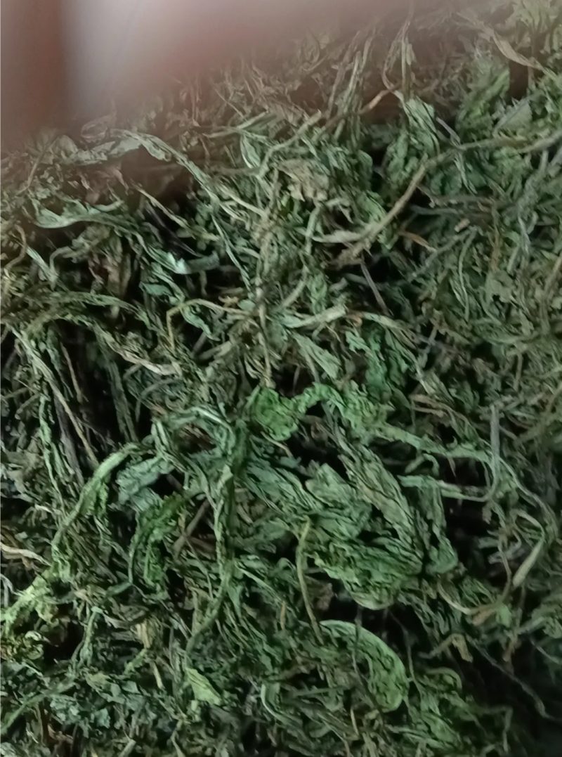 蒲公英大量上市家种干蒲公英个子干蒲公英断鲜蒲公英