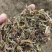 蒲公英大量上市家种干蒲公英个子干蒲公英断鲜蒲公英