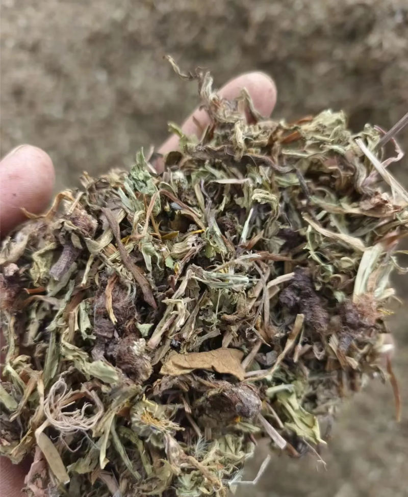蒲公英大量上市家种干蒲公英个子干蒲公英断鲜蒲公英