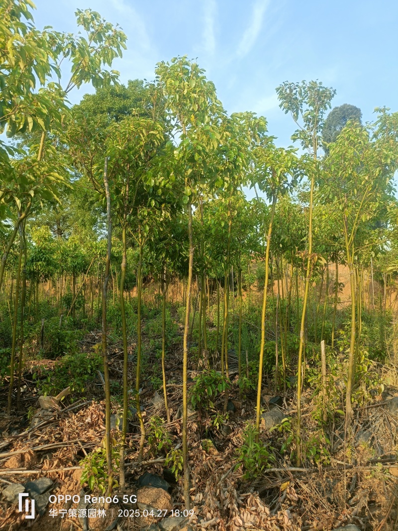 米径2一4公分香樟处理