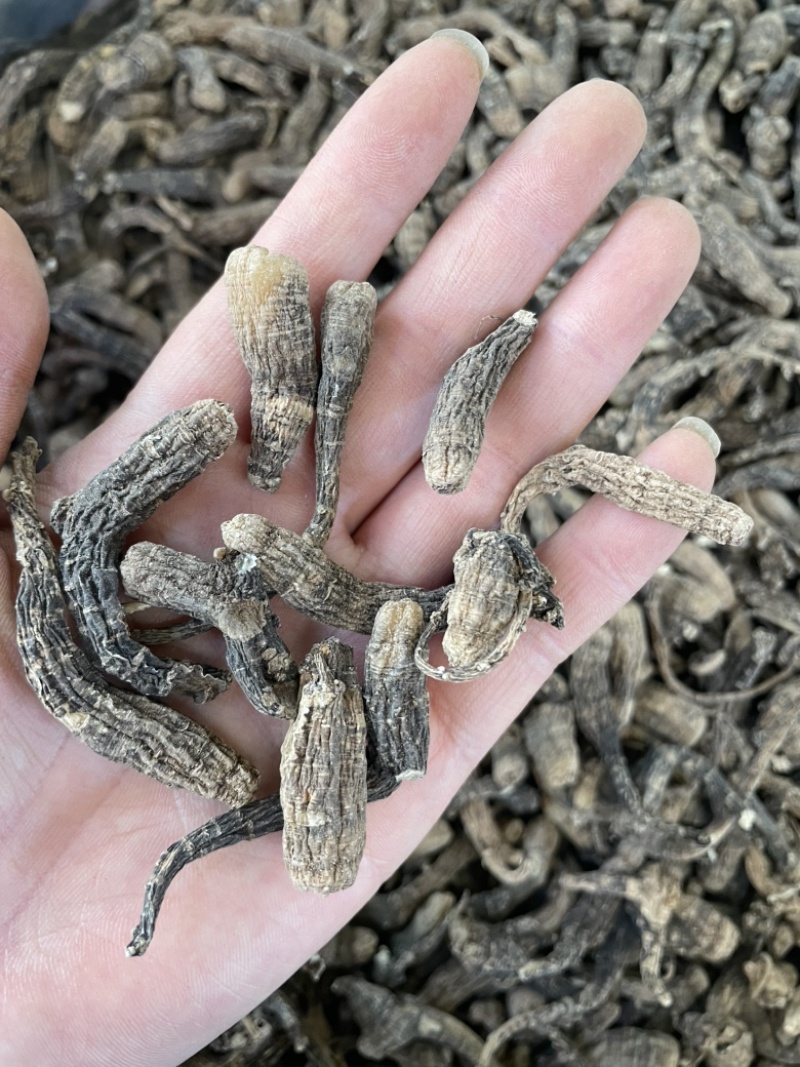 鹅峨参大货批发一手货源
