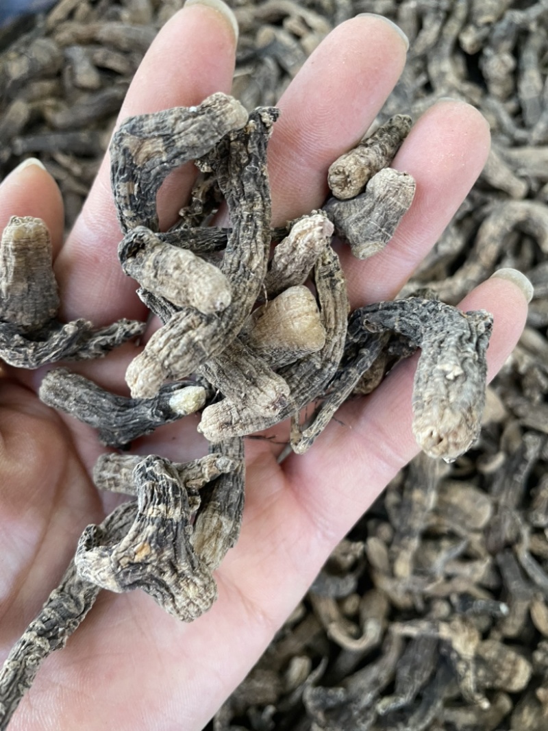 鹅峨参大货批发一手货源