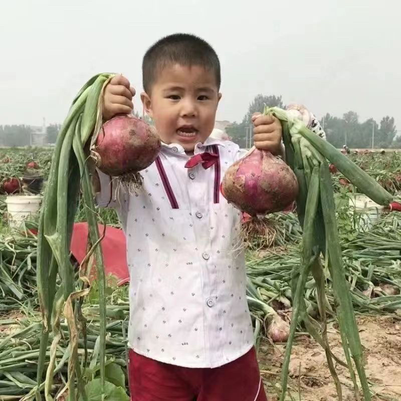 ***洋葱一件代发超高性价比欢迎电话咨询