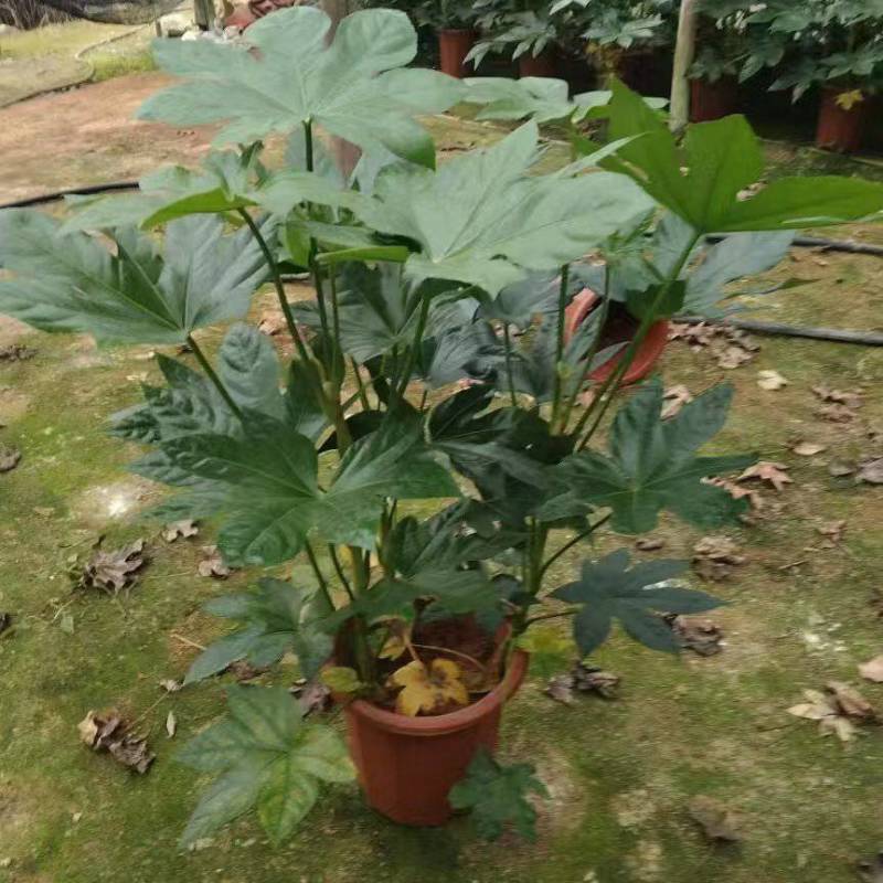 基地直发，八角金盘各种规格都有