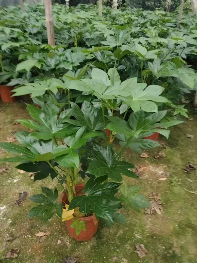 基地直发，八角金盘各种规格都有