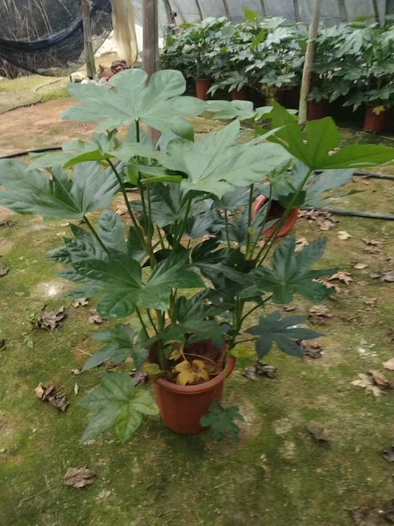 基地直发，八角金盘各种规格都有