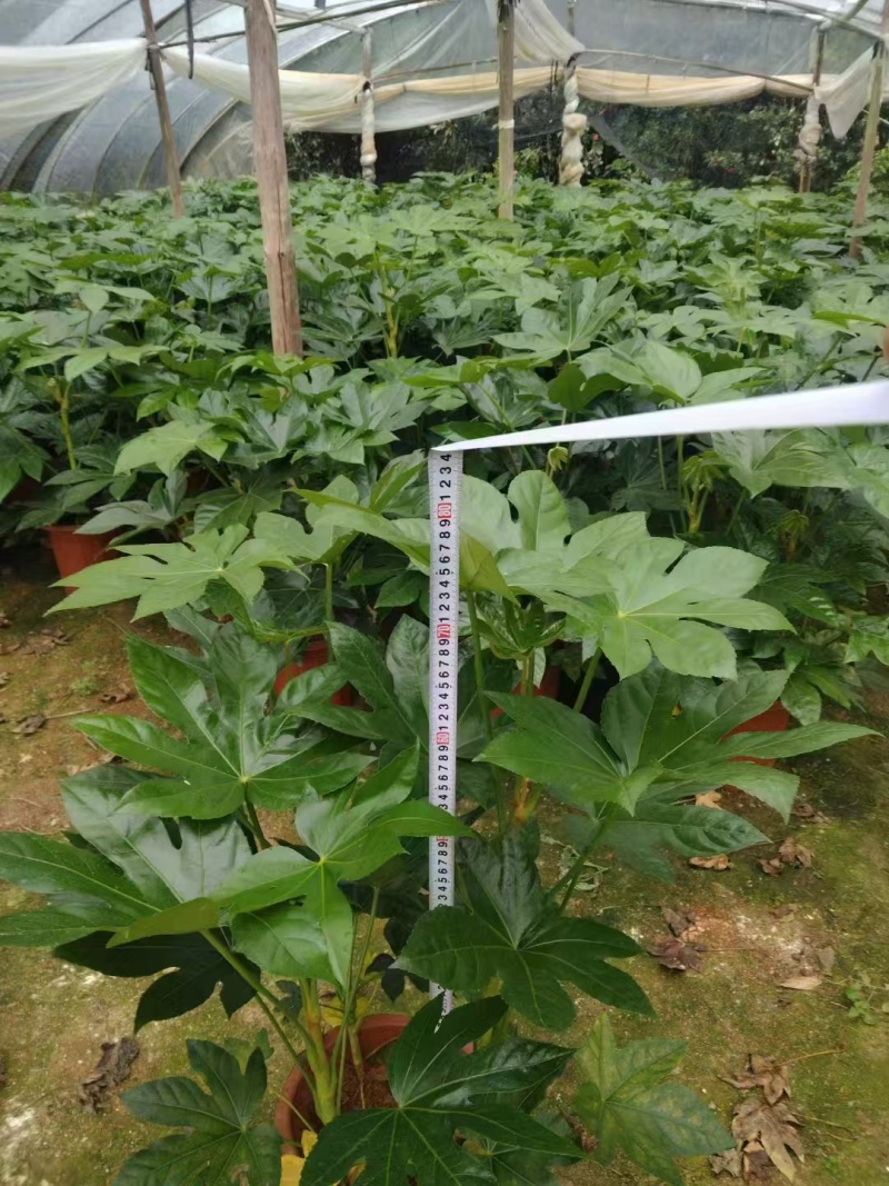 基地直发，八角金盘各种规格都有