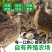 生鹌鹑蛋礼盒农家杂粮喂养新鲜生蛋营养美味鹌鹑蛋礼盒批发
