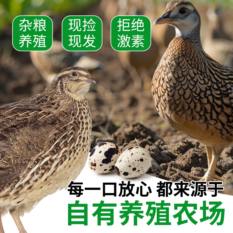生鹌鹑蛋礼盒农家杂粮喂养新鲜生蛋营养美味鹌鹑蛋礼盒批发