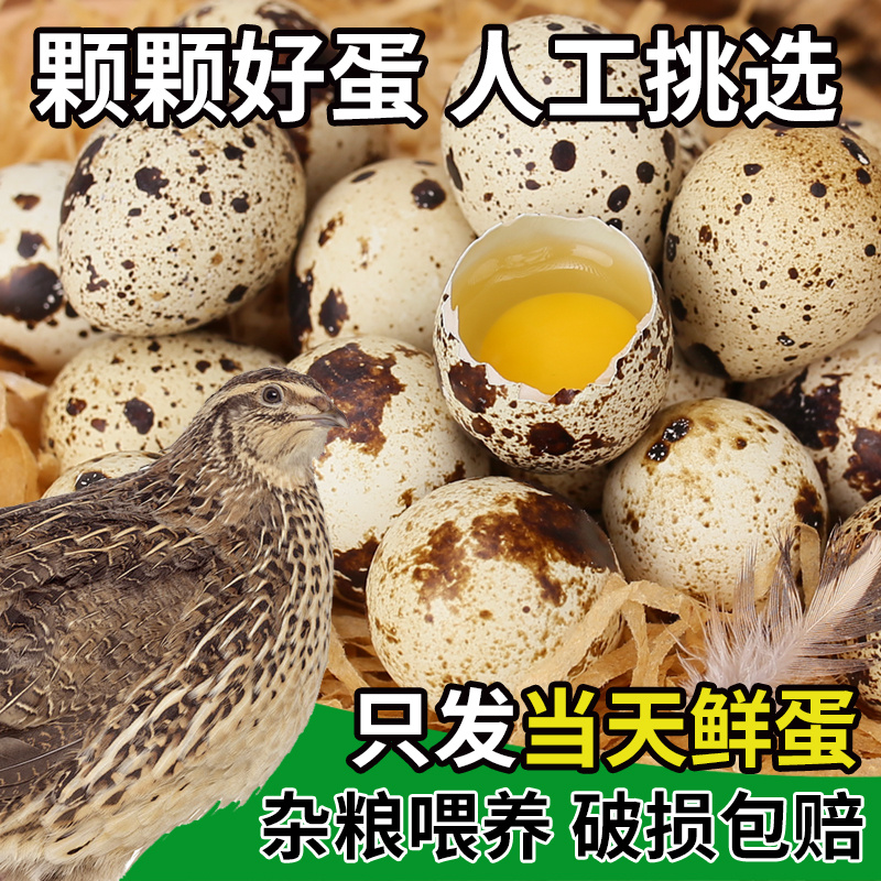 生鹌鹑蛋礼盒农家杂粮喂养新鲜生蛋营养美味鹌鹑蛋礼盒批发