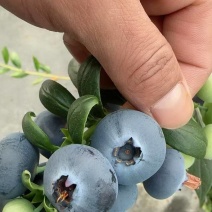 大凉山，露天蓝莓。花香珠宝口感香甜。价格实惠需要联