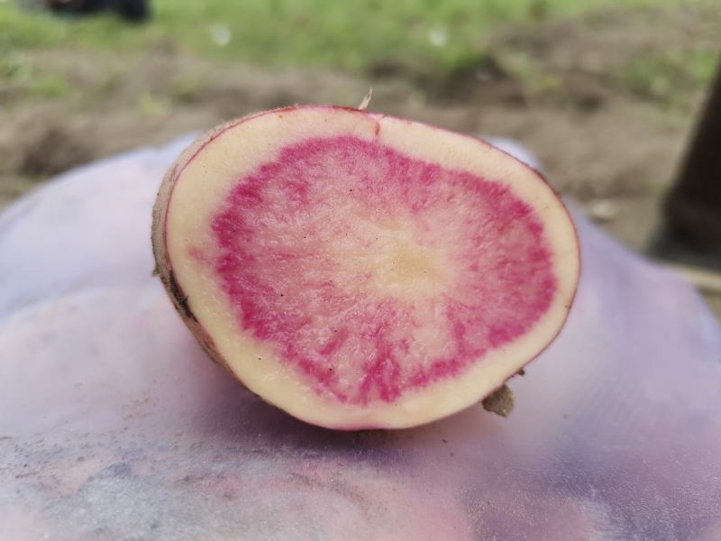 红心土豆