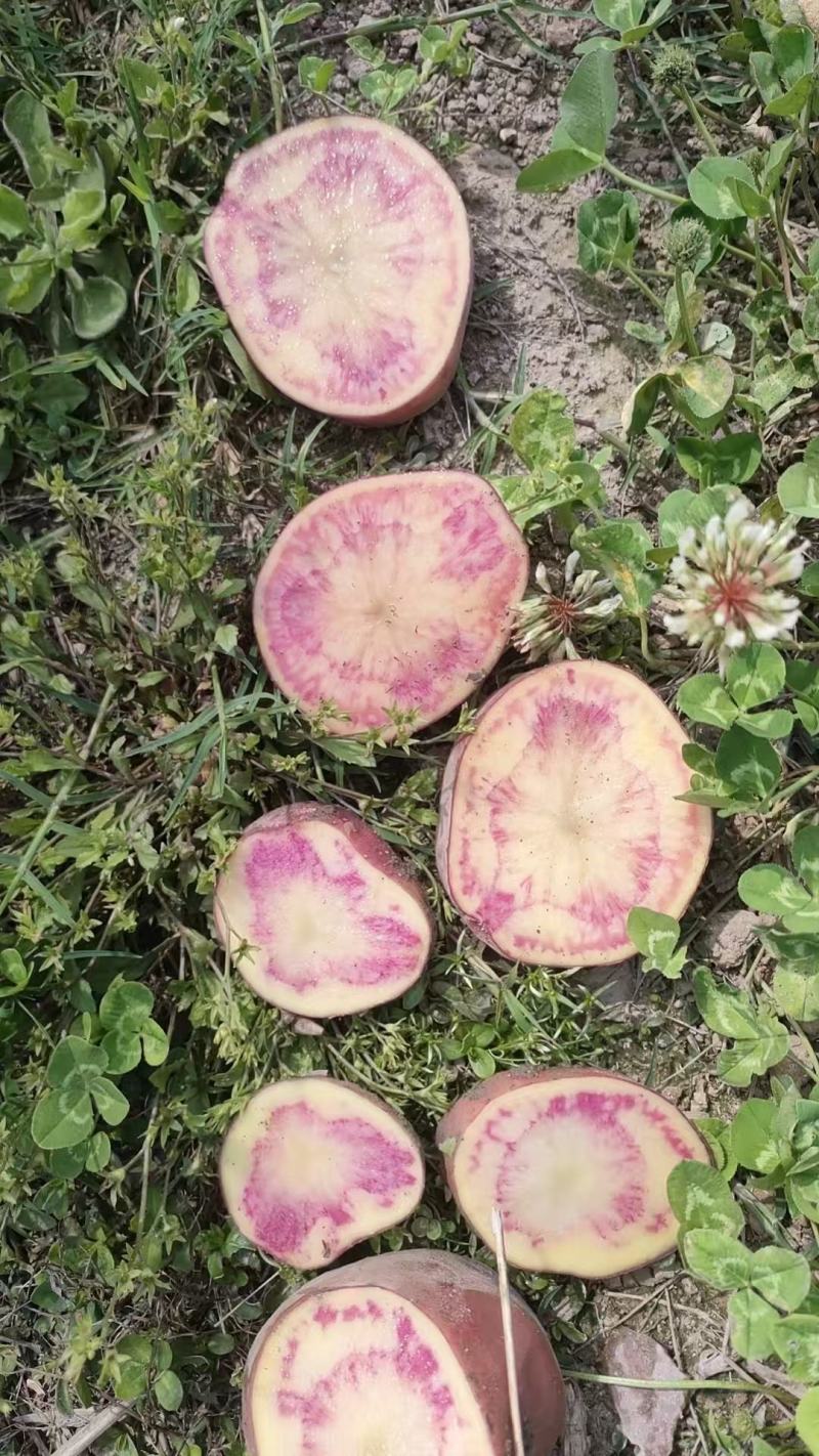 红心土豆