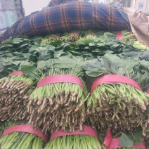 大叶波菜，发新疆，陕西，河北，重庆，城都