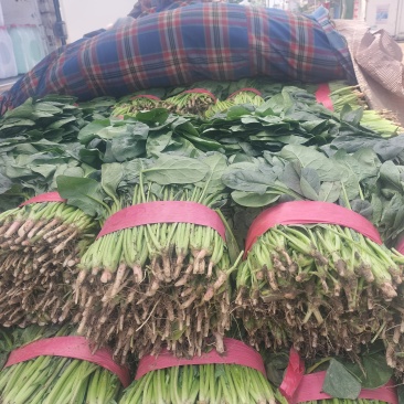 大叶波菜，发新疆，陕西，河北，重庆，城都