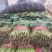 大叶波菜，发新疆，陕西，河北，重庆，城都
