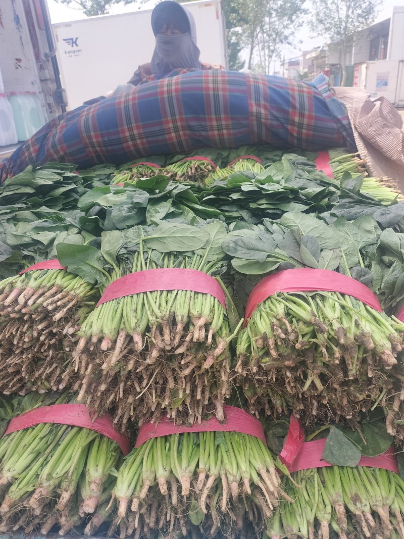 大叶波菜，发新疆，陕西，河北，重庆，城都