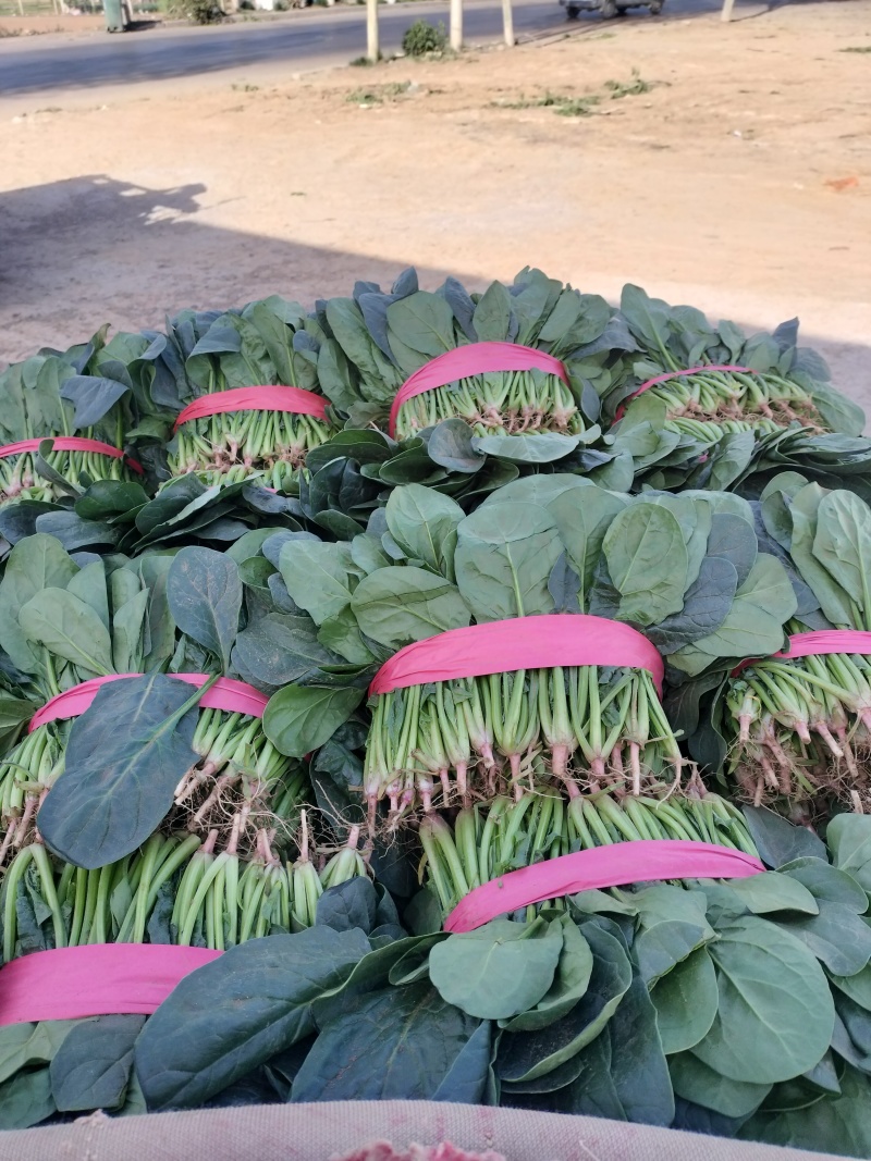 大叶波菜，发新疆，陕西，河北，重庆，城都