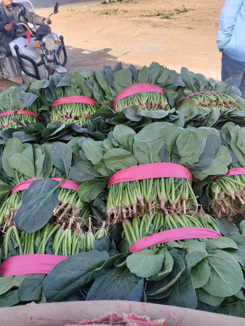 大叶波菜，发新疆，陕西，河北，重庆，城都