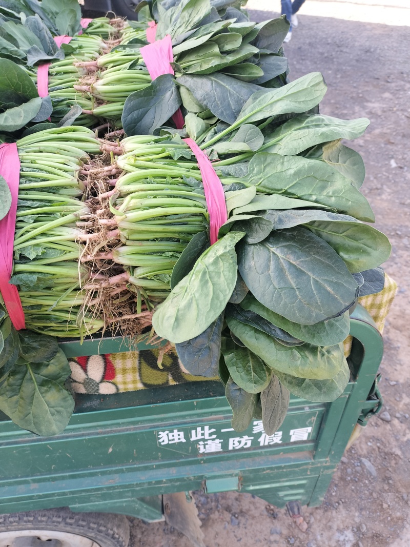大叶波菜，发新疆，陕西，河北，重庆，城都