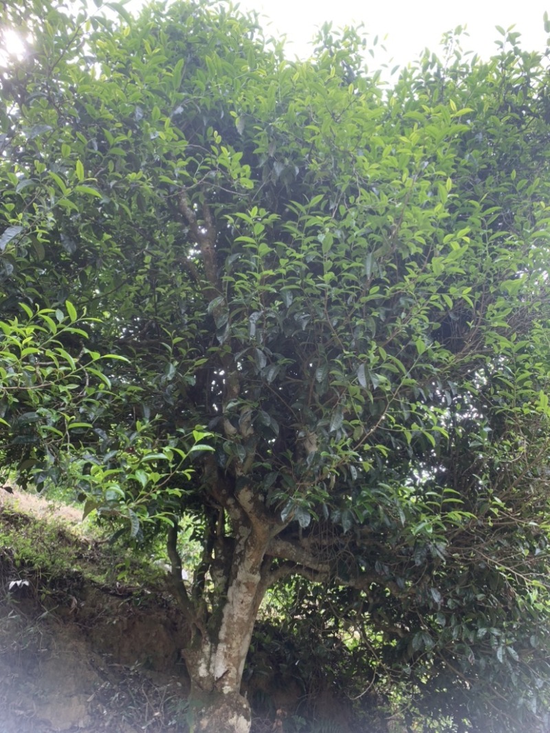 古树普洱茶