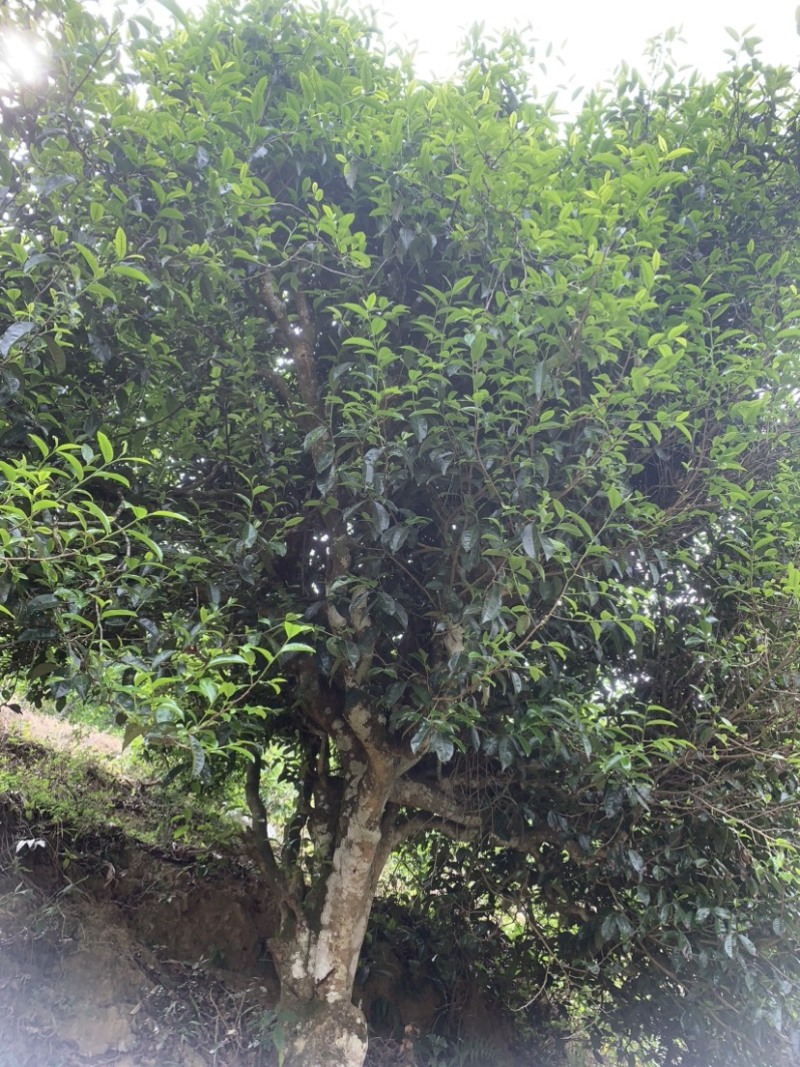 古树普洱茶