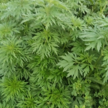 草药，益母草，新鲜，