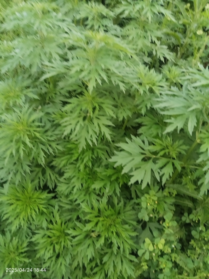 草药，益母草，新鲜，
