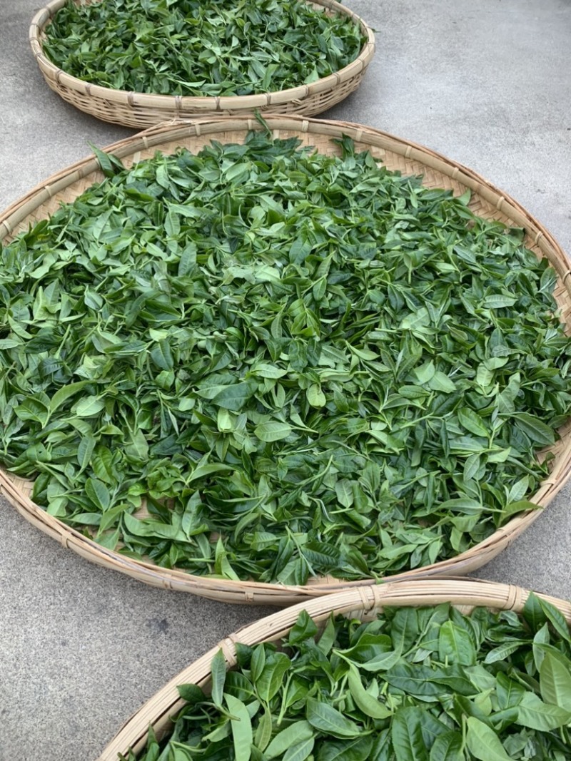 古树普洱茶