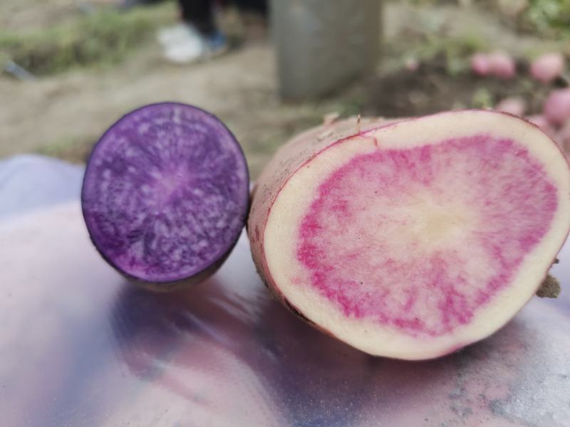 红心土豆