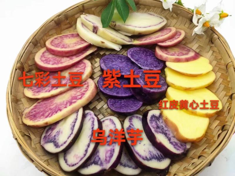 红心土豆
