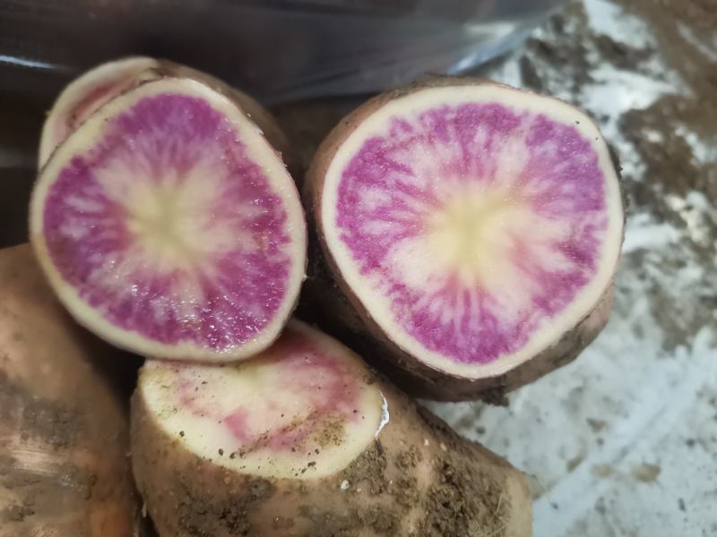 红心土豆