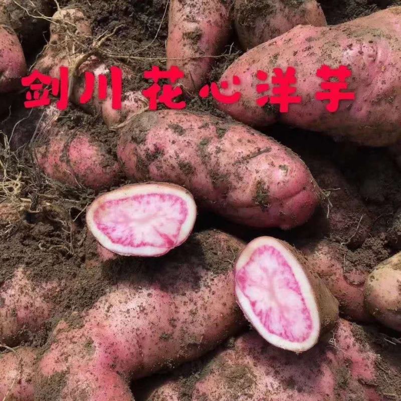 红心土豆