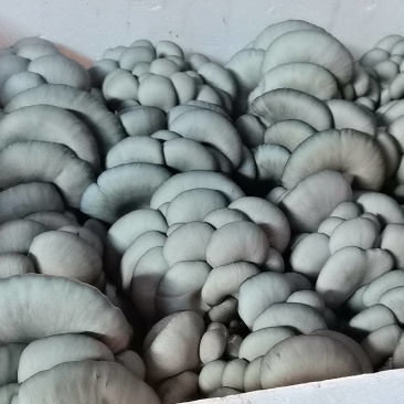 精品二茬中叶平菇