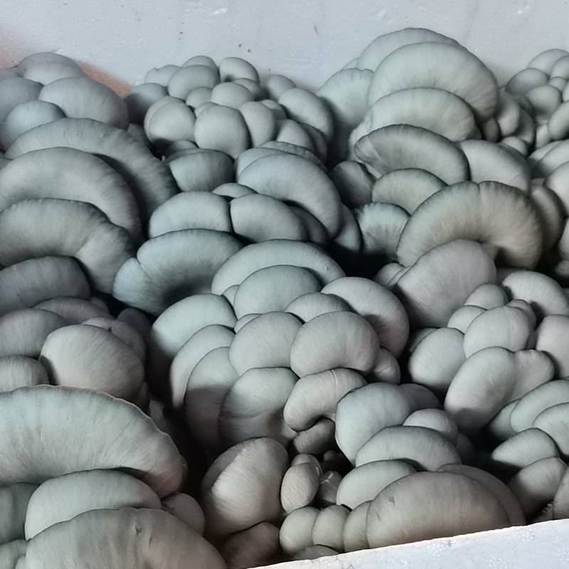 精品二茬中叶平菇