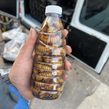 【现货2万瓶】电商金蝉50只/瓶