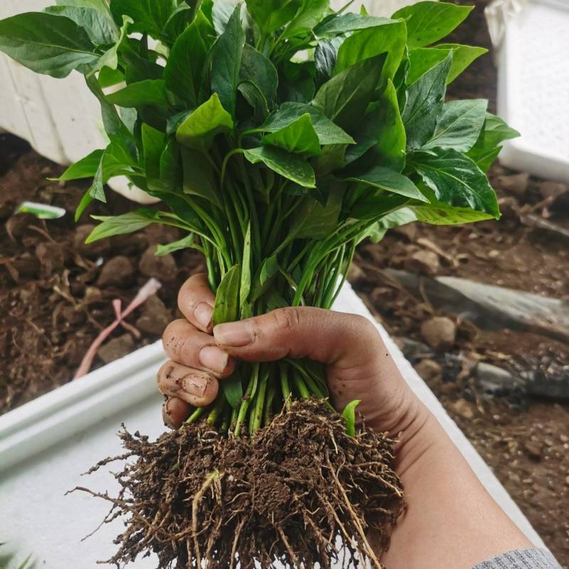 高辣泰系大果艳红，816！819，919，单生辣椒苗品种