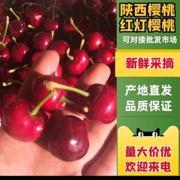 《陕西大樱桃》，万亩樱桃基地，欢迎各位老板的到来