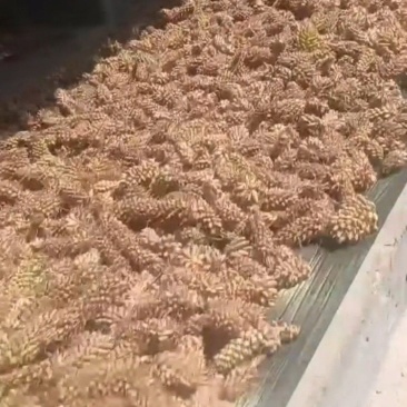 大量批发野生松花