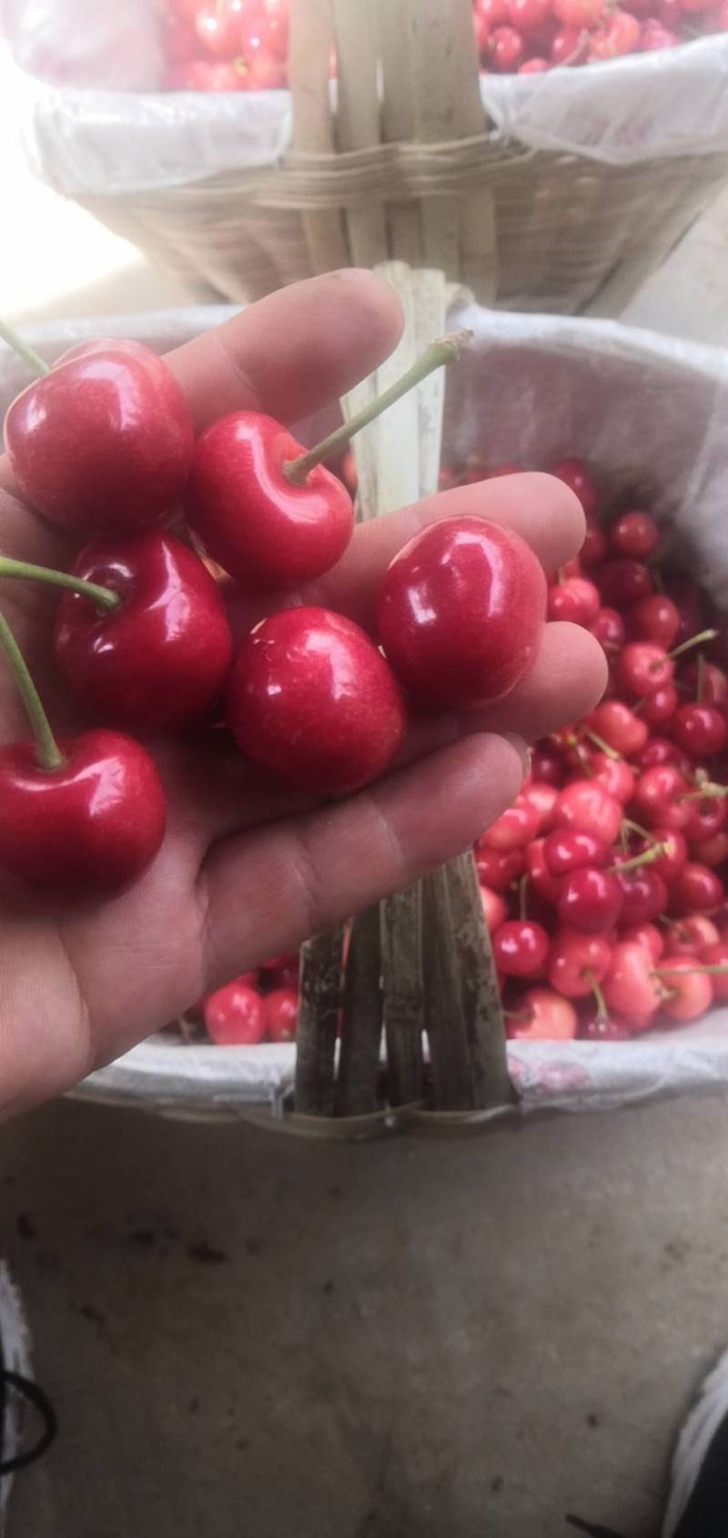 《甘肃大樱桃》产地直发，大量上市，品质保证，欢迎采购