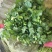大叶香菜，发，新疆九鼎，重庆，城都，陕西，河北，东北