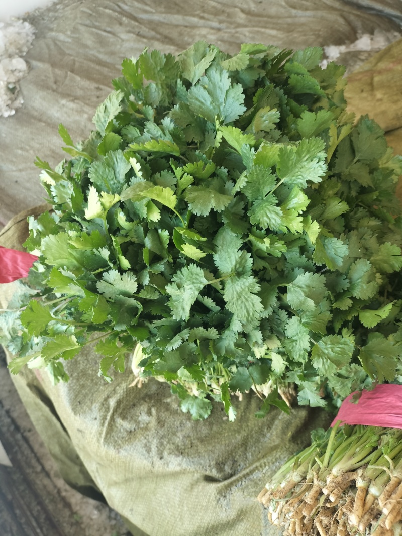 大叶香菜，发，新疆九鼎，重庆，城都，陕西，河北，东北