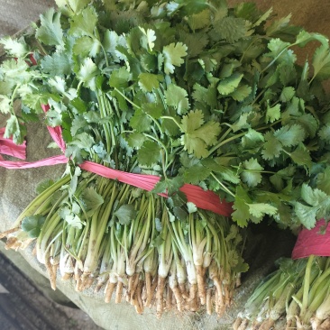 大叶香菜，发，新疆九鼎，重庆，城都，陕西，河北，东北