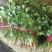 大叶香菜，发，新疆九鼎，重庆，城都，陕西，河北，东北